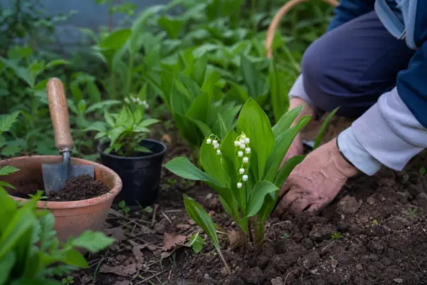 Lăcrămioare (Convallaria majalis) – plantare și îngrijire pas cu pas