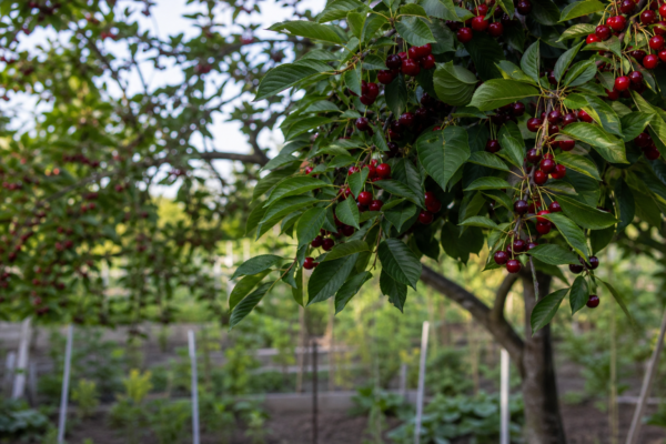 Vișin (Prunus cerasus) – ghid practic de plantare și îngrijire