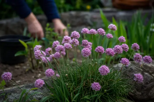 Garofița de mare (Armeria maritima) – ghid complet de cultivare și îngrijire