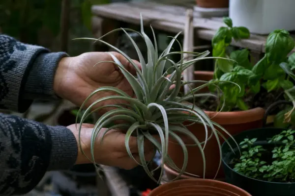 Tillandsia (Tillandsia ionantha) – ghid practic de plantare și îngrijire