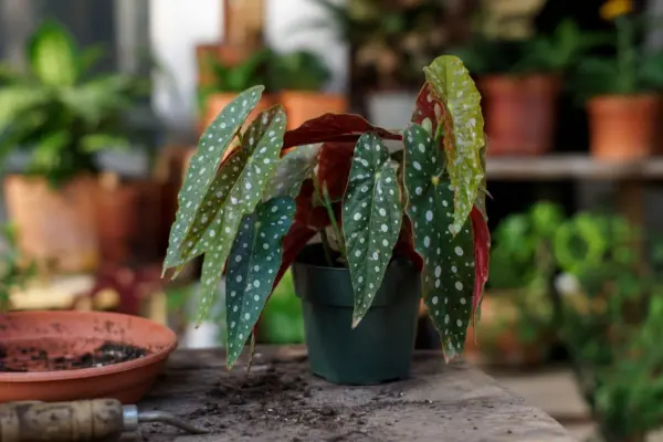 Begonie pătată (Begonia maculata) – tot ce trebuie să știi despre plantare și îngrijire