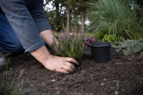 Iarbă neagră (Erica carnea): cum se plantează și cum se îngrijește corect