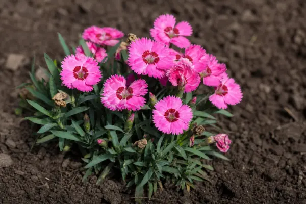 Garoafa (Dianthus caryophyllus): ghid de plantare și îngrijire