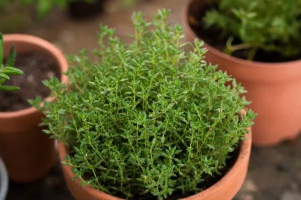 Cimbrul (Thymus vulgaris): plantare și întreținere în grădină sau ghiveci