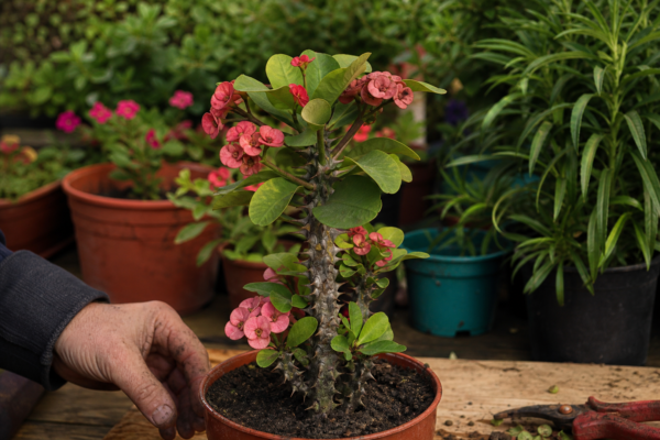 Coroana de spini (Euphorbia milii) – de la plantare la întreținerea de zi cu zi