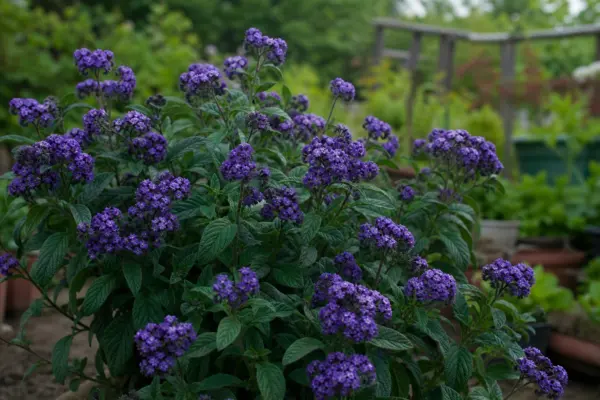 Heliotropium arborescens – plantare și îngrijire pas cu pas