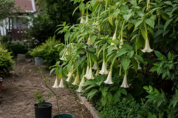Trâmbița îngerilor (Brugmansia suaveolens) – plantare și îngrijire pas cu pas