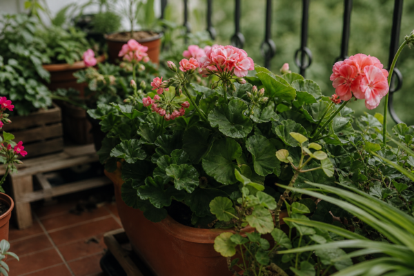 Mușcata (Pelargonium zonale) – sfaturi de plantare și îngrijire