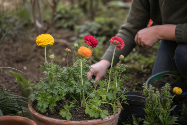 Ranunculus asiaticus: cum se plantează și cum se îngrijește corect