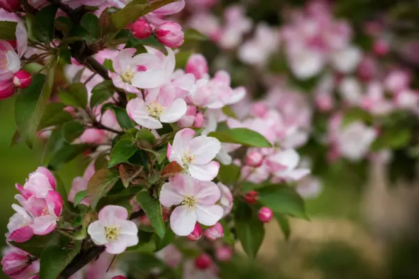 Mărul ornamental (Malus floribunda): ghid practic de plantare și întreținere