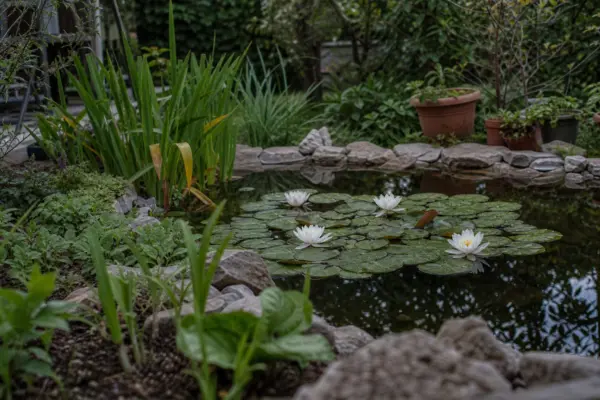 Nufăr (Nymphaea alba) – ghid complet de cultivare și îngrijire