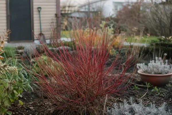 Sânger alb (Cornus alba) – ghid complet de cultivare și îngrijire