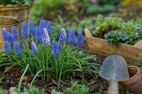 Muscari (Muscari armeniacum) – tot ce trebuie să știi despre plantare și îngrijire