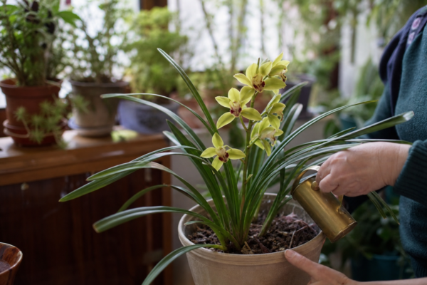 Orhideea Cymbidium (Cymbidium hybridum) – plantare, udare și întreținere