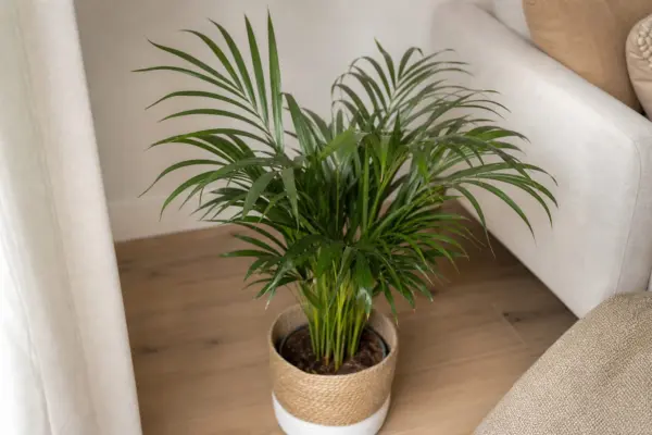 Palmierul Kentia (Howea forsteriana): ghid practic de plantare și îngrijire