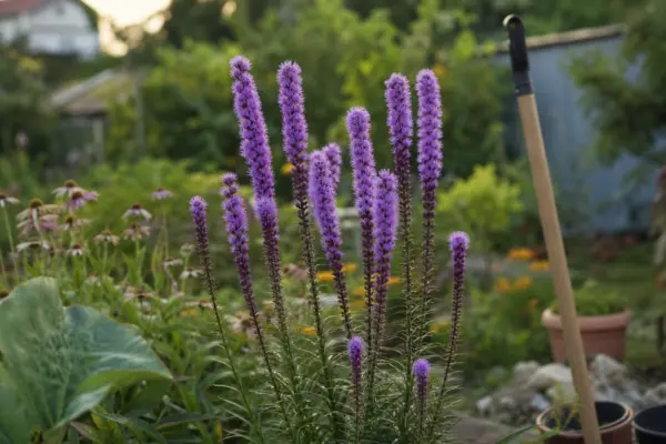 Liatris spicata – ghid complet de cultivare și îngrijire