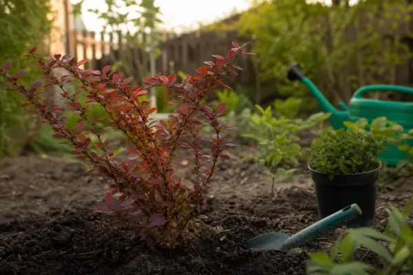 Dracila (Berberis thunbergii) – de la plantare la întreținerea de zi cu zi