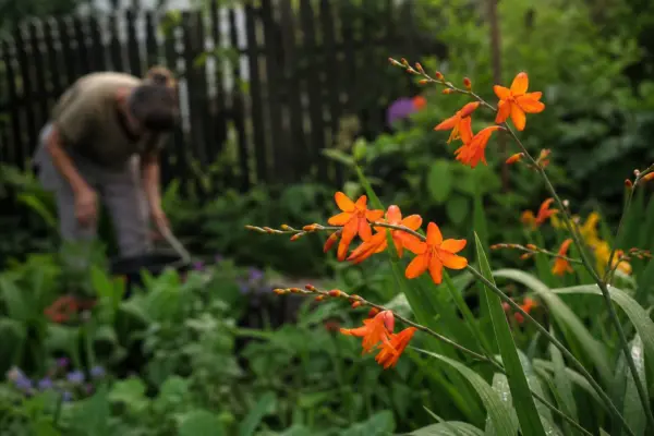 Crocosmia crocosmiiflora – sfaturi de plantare și îngrijire