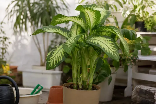 Dieffenbachia seguine – condiții de creștere, plantare și îngrijire