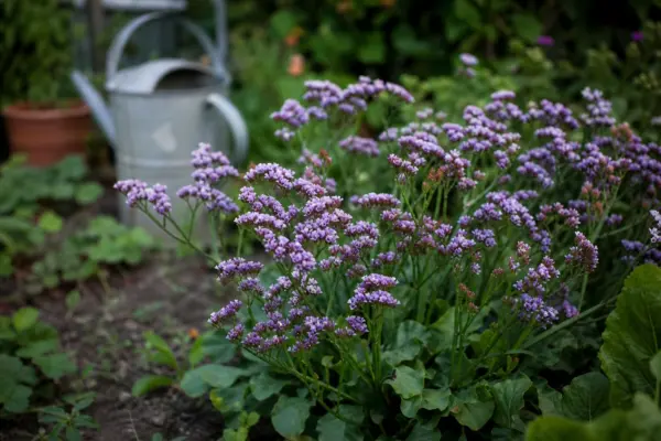Limonium sinuatum – sfaturi pentru plantare, creștere și întreținere