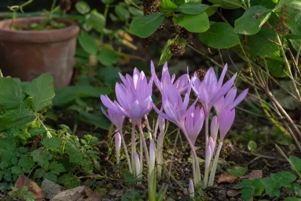 Brândușa de toamnă (Colchicum autumnale) – plantare, udare și întreținere