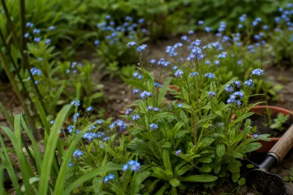 Nu-mă-uita (Myosotis sylvatica) – plantare și îngrijire pas cu pas