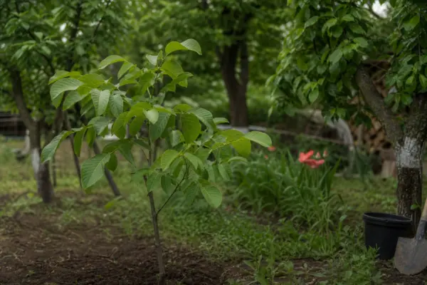 Nuc (Juglans regia) – sfaturi de plantare și îngrijire