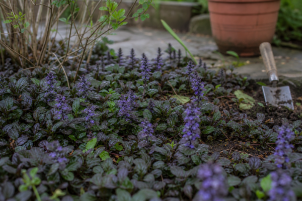 Ajuga reptans – tot ce trebuie să știi despre plantare și îngrijire
