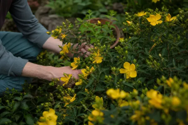 Sunătoare arbustivă (Hypericum calycinum) – sfaturi de plantare și îngrijire
