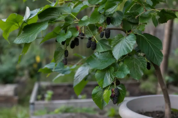Dud (Morus nigra) – tot ce trebuie să știi despre plantare și îngrijire