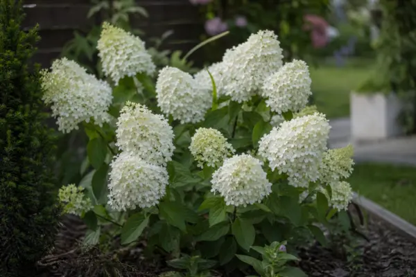 Hortensie Annabelle (Hydrangea arborescens) – ghid practic de plantare și îngrijire