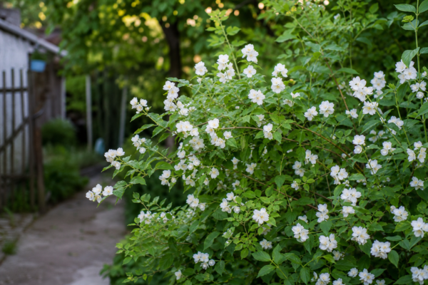 Lămâiță (Philadelphus coronarius) – tot ce trebuie să știi despre plantare și îngrijire