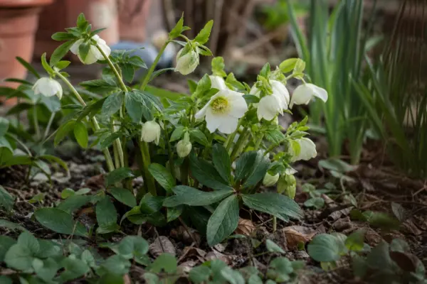 Trandafirul de Crăciun (Helleborus niger) – de la plantare la întreținerea de zi cu zi