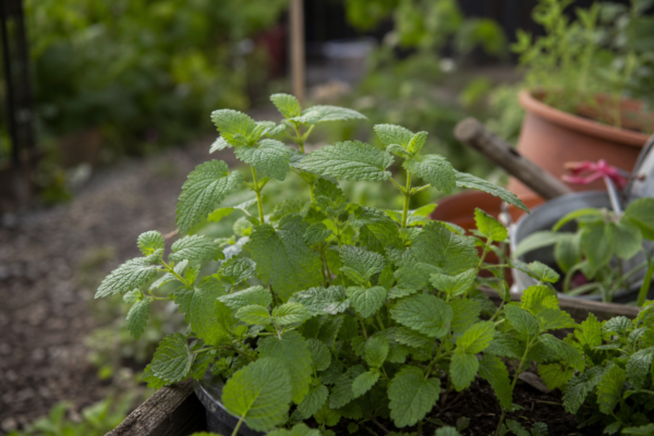 Roiniță (Melissa officinalis) – ghid practic de plantare și îngrijire