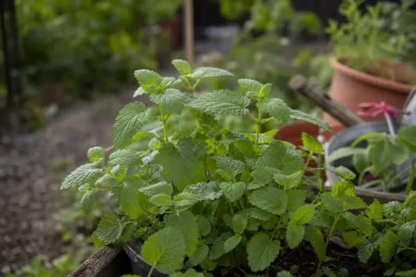 Roiniță (Melissa officinalis) – ghid practic de plantare și îngrijire