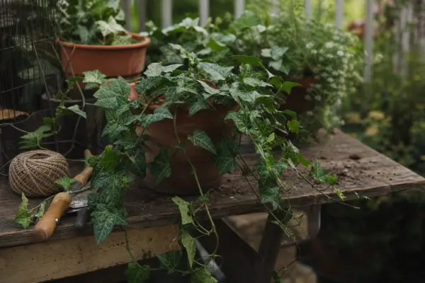 Iedera (Hedera helix) – ghid complet de cultivare și îngrijire