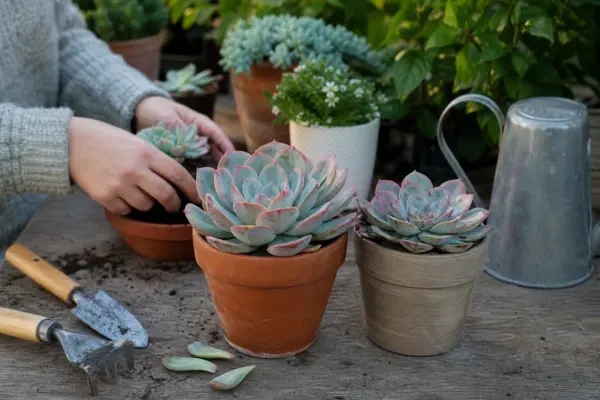 Echeveria elegans – sfaturi de plantare și îngrijire