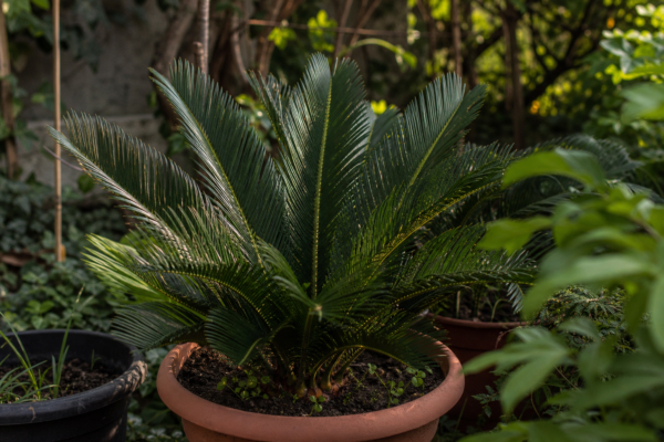 Cycas (Cycas revoluta) – sfaturi de plantare și îngrijire