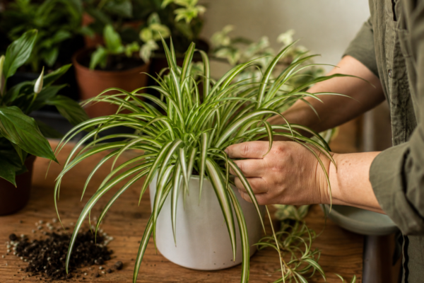 Panglicuța (Chlorophytum comosum) – plantare și îngrijire pas cu pas
