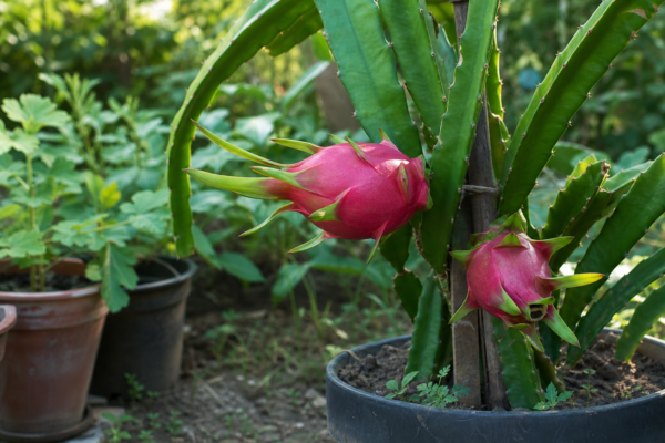 Pitaya (fructul dragonului) – condiții de creștere, plantare și îngrijire