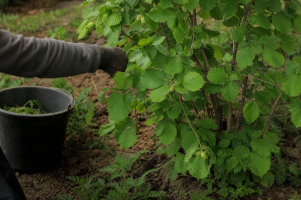 Alun (Corylus avellana) – plantare, udare și întreținere