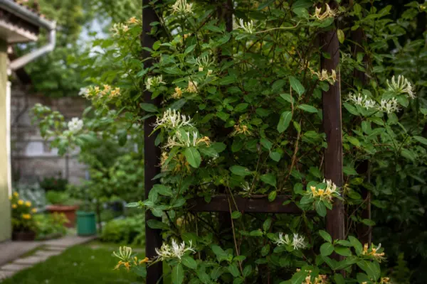 Caprifoi (Lonicera japonica) – de la plantare la întreținerea de zi cu zi