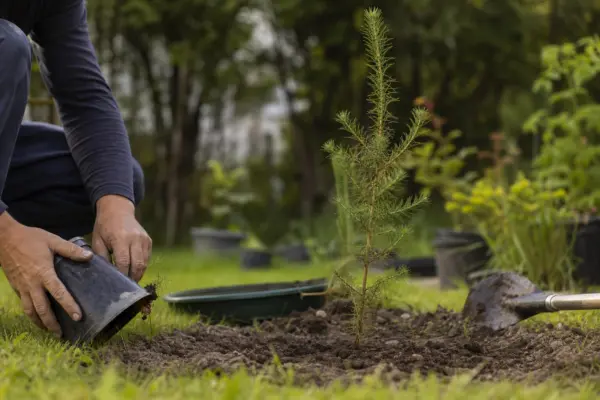 Zadă (Larix decidua) – sfaturi pentru plantare, creștere și întreținere
