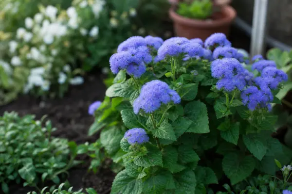 Ageratum (Ageratum houstonianum) – tot ce trebuie să știi despre plantare și îngrijire