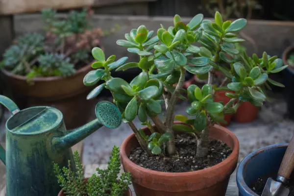 Arborele de jad (Crassula ovata) – tot ce trebuie să știi despre plantare și îngrijire