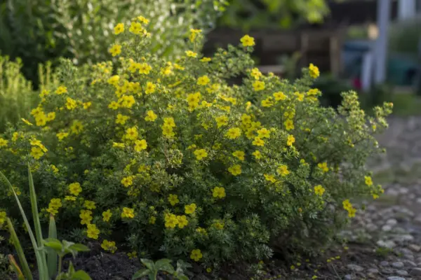 Potentilla (Potentilla fruticosa) – sfaturi pentru plantare, creștere și întreținere