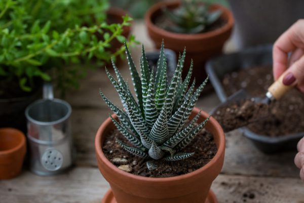 Haworthia (Haworthia fasciata) – ghid complet de cultivare și îngrijire