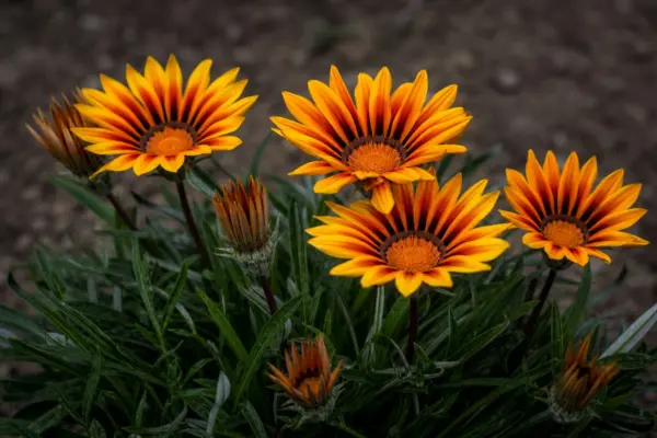 Gazania (Gazania rigens): plantare și îngrijire pentru flori abundente