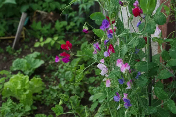 Sângele-voinicului (Lathyrus odoratus) – tot ce trebuie să știi despre plantare și îngrijire
