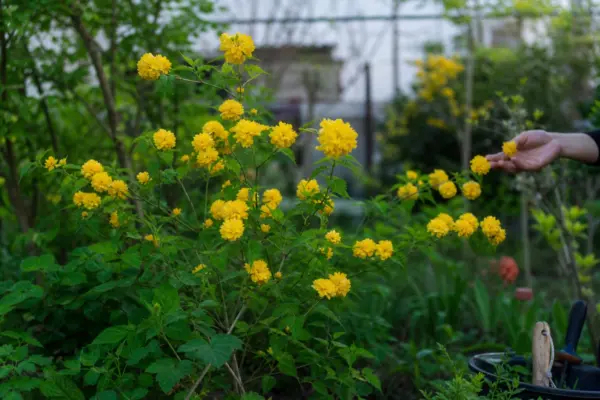 Kerria (Kerria japonica) – condiții de creștere, plantare și îngrijire
